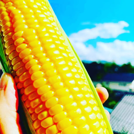 【限定】太陽のくちづけ(極甘　黄色いとうもろこし)　6本